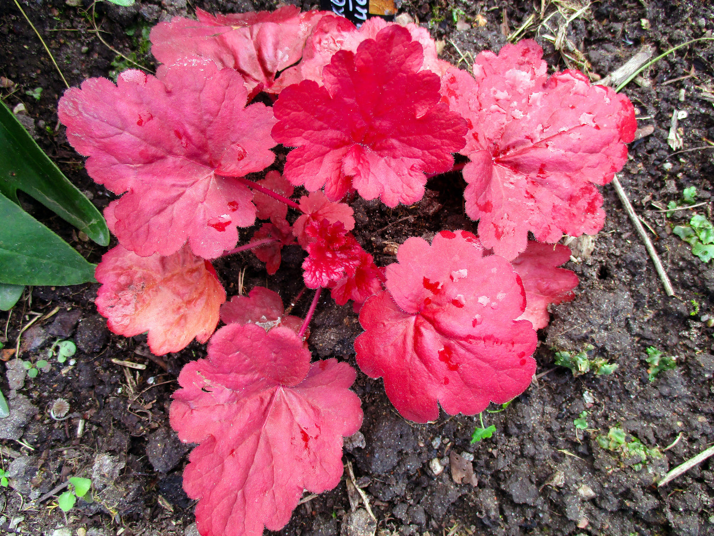 1200 Mixed Colors CORAL BELLS HEUCHERA Shade Flower Seeds