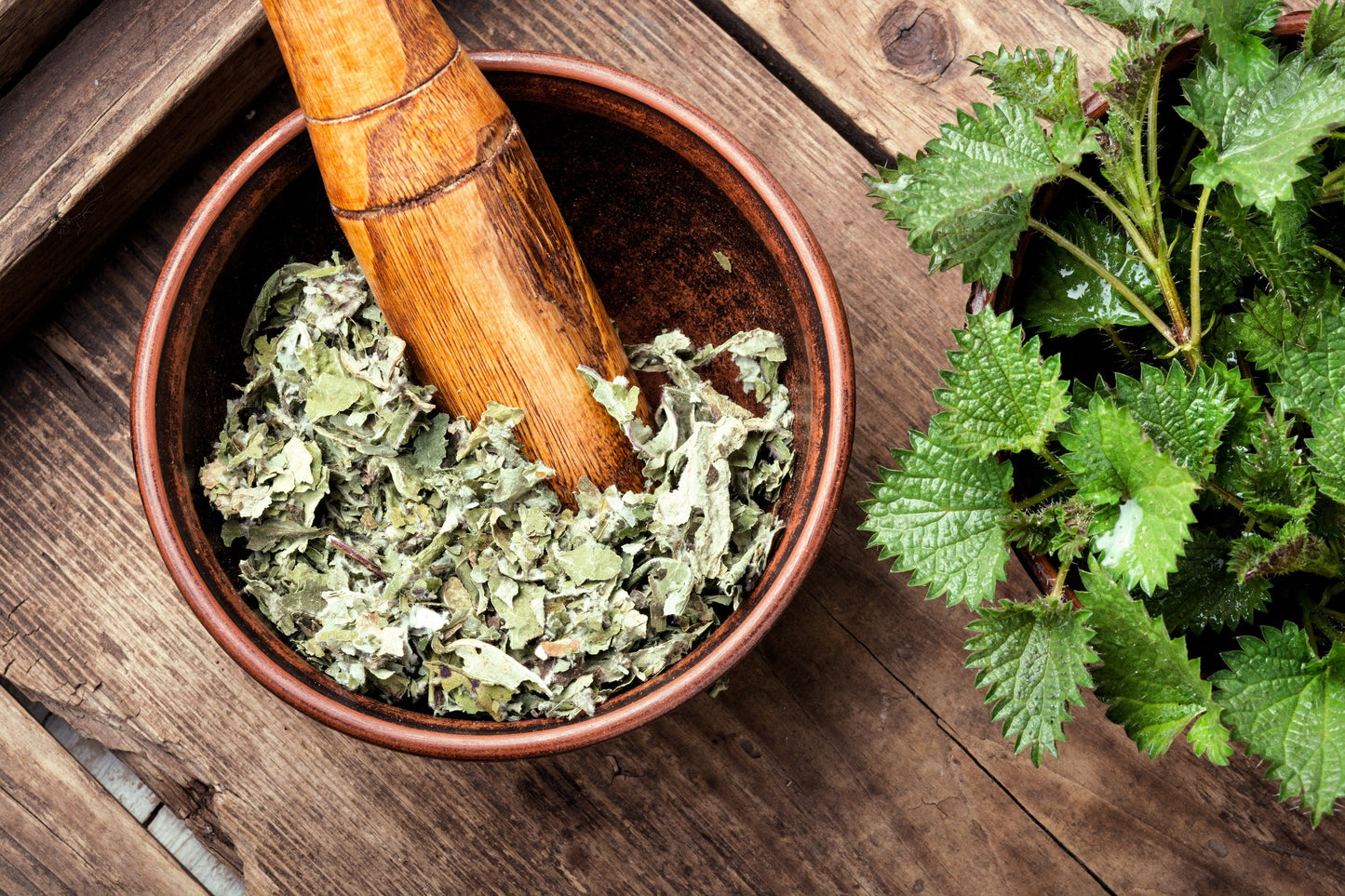 200 STINGING NETTLE Urtica Dioica (aka Common, California, or Bull Nettle / Tread Softly) Flower Seeds