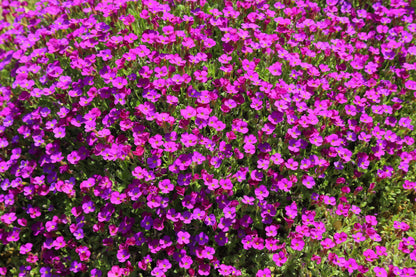 150 SPRING CHARM ROCKCRESS Rose Rock Cress Arabis Arendsii Flower Mix Seeds