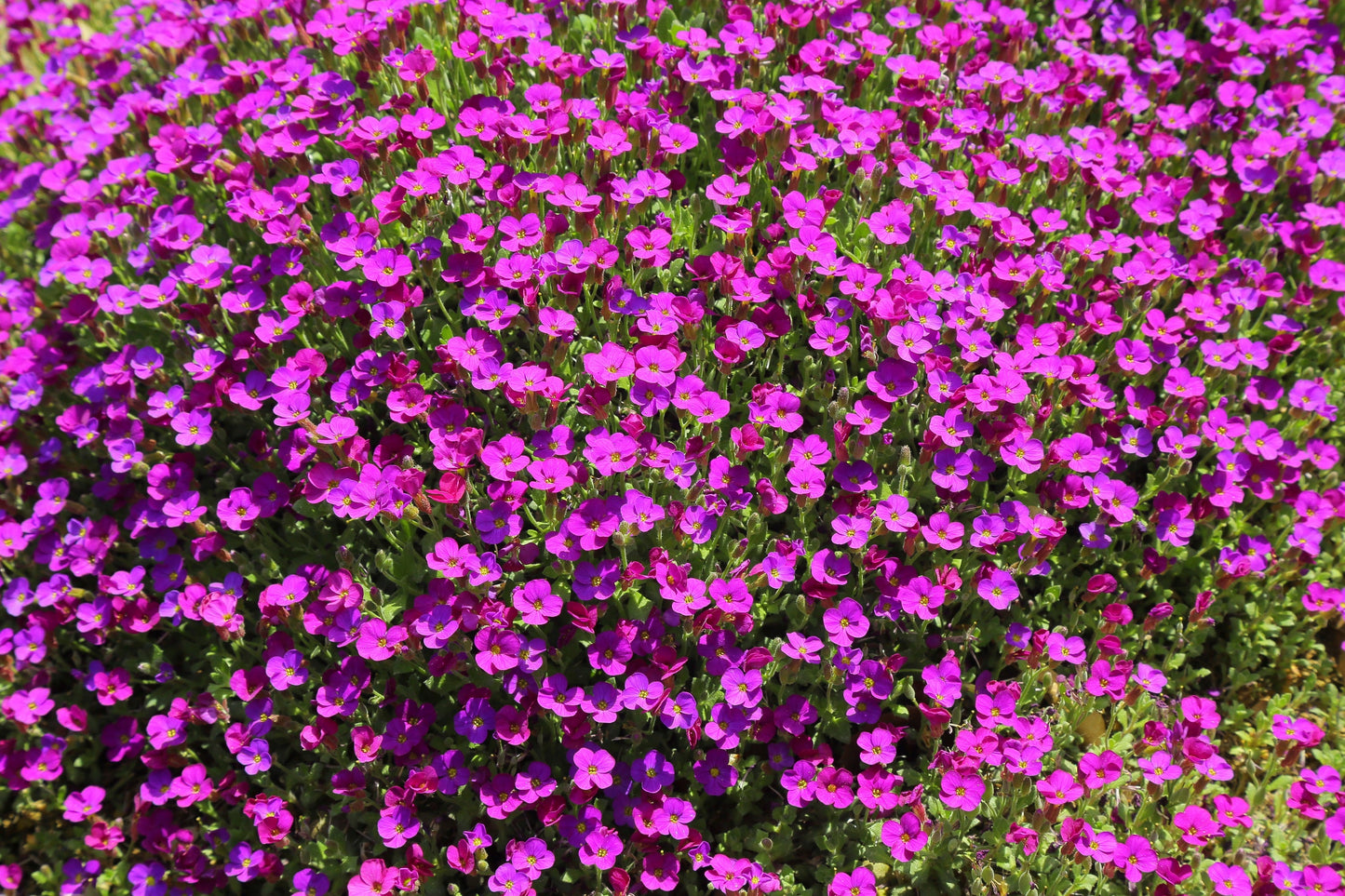 150 SPRING CHARM ROCKCRESS Rose Rock Cress Arabis Arendsii Flower Mix Seeds