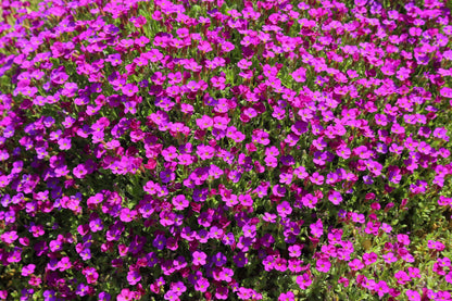150 SPRING CHARM ROCKCRESS Rose Rock Cress Arabis Arendsii Flower Mix Seeds