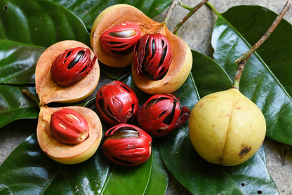 1 NUTMEG TREE Seed Myristica Fragrans Pala MACE Fruit Nut Pumpkin Pie Spice