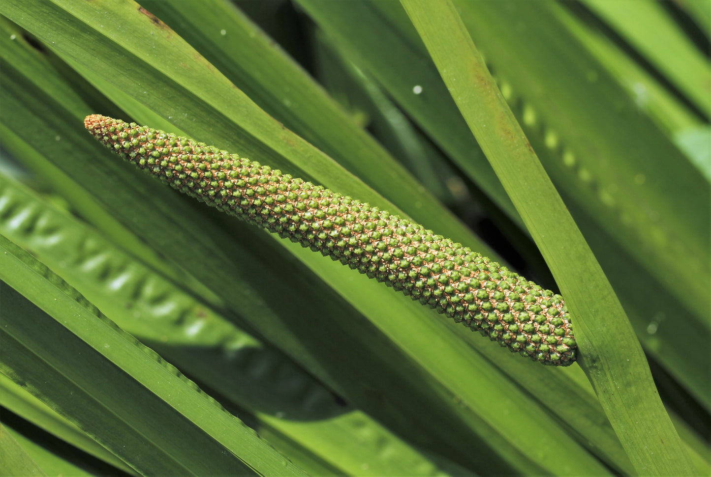 250 SWEET FLAG GRASS Wetland Pond Acorus Calamus Ornamental Seeds