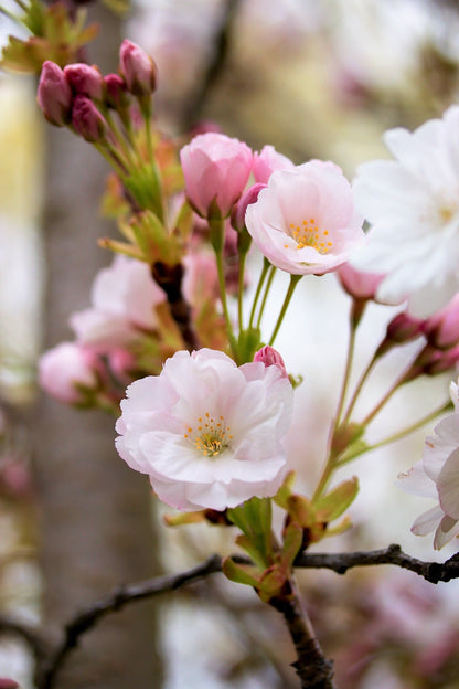 10 Japanese MOUNTAIN CHERRY Hill Cherry Prunus Serrulata Spontanea Pink & White Flowers Red Fruit Tree Seeds