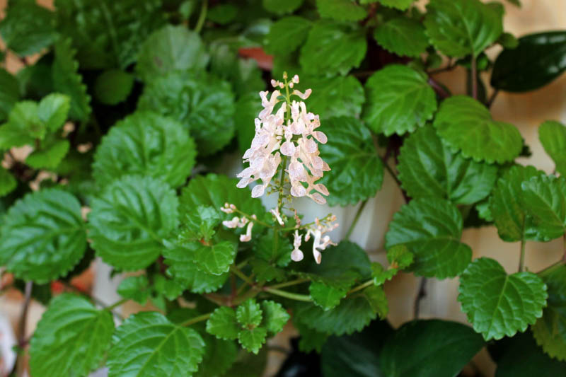 Live Swedish Ivy Plants | Creeping Charlie Bare Rooted | Plectranthus verticillatus | Indoor Ground Cover & Hanging Basket Plant