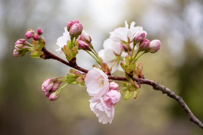 10 Japanese MOUNTAIN CHERRY Hill Cherry Prunus Serrulata Spontanea Pink & White Flowers Red Fruit Tree Seeds