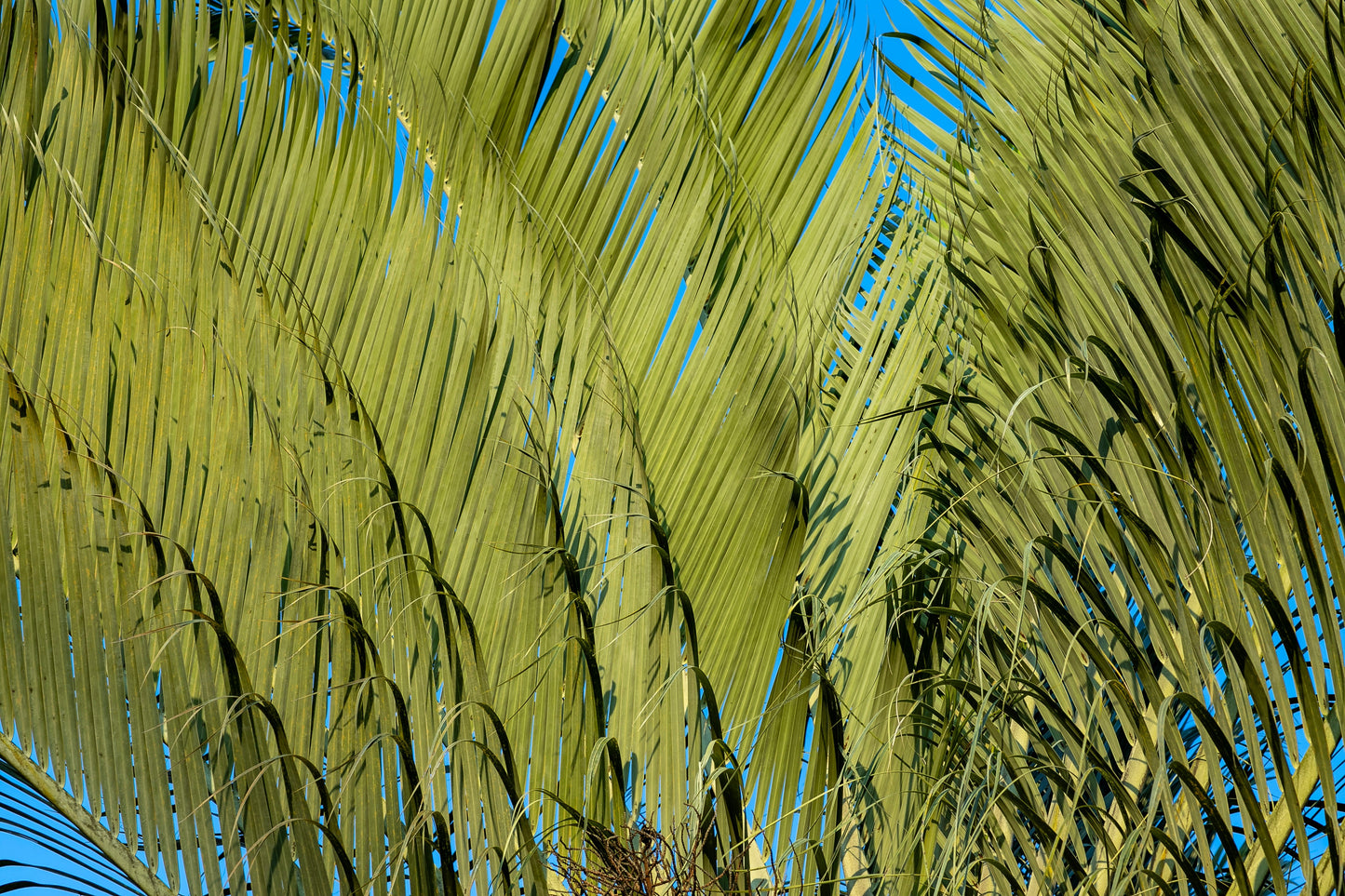 10 TRIANGLE PALM TREE Dypsis Decaryi Rare Tropical from Madagascar Seeds