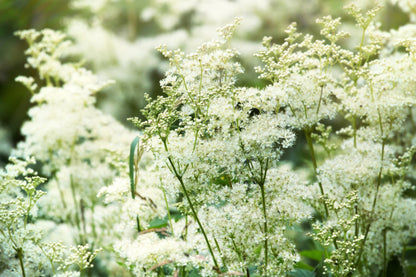 20 QUEEN of the MEADOW Filipendula Ulmaria Meadowsweet Native Prairie Fragrant White Flower Seeds