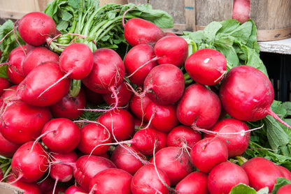 2000 CRIMSON GIANT RADISH Raphanus Sativus Vegetable Seeds
