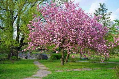 10 JAPANESE FLOWERING CHERRY Tree Oriental Prunus Serrulata Flower Seeds