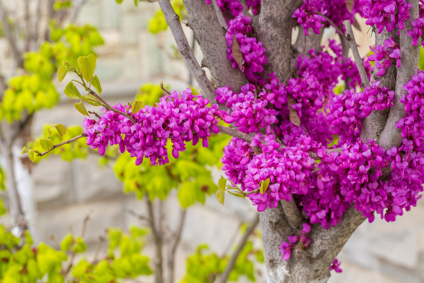 40 CHINESE REDBUD Cercis Chinensis Shrub Small Tree Pink Purple Flower Seeds