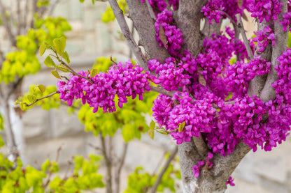 40 CHINESE REDBUD Cercis Chinensis Shrub Small Tree Pink Purple Flower Seeds