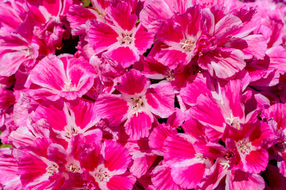 500 Pink FAREWELL TO SPRING Clarkia Elegans Godetia Flower Seeds