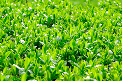 40 LITTLELEAF BOXWOOD Korean Buxus Microphylla Koreana Shrub Seeds