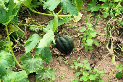 50 Table Queen ACORN SQUASH Winter Cucurbita Pepo Vegetable Seeds