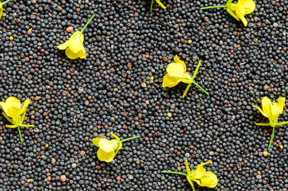 1000 Dwarf ESSEX RAPE KALE Rapeseed Brassica Napus Vegetable Seeds