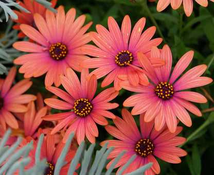 20 MIXED COLORS OSTEOSPERMUM Ecklonis African Cape Daisy Flower Seeds