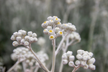 300 SILVERDUST DUSTY MILLER Cineraria Maritima Jacobaea Senecio Flower Seeds