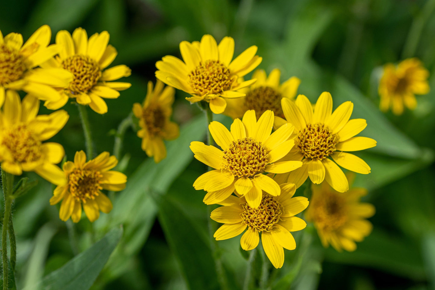 20 MEADOW ARNICA Chamissonis Silver American Native Yellow Flower Herb Seeds