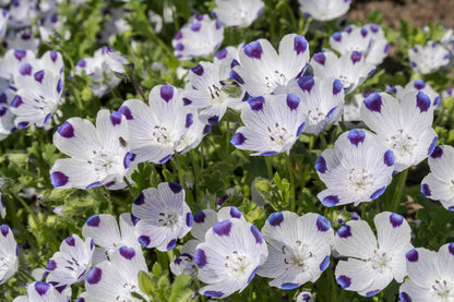 750 FIVE SPOT Nemophila Maculata White & Purple Flower Seeds