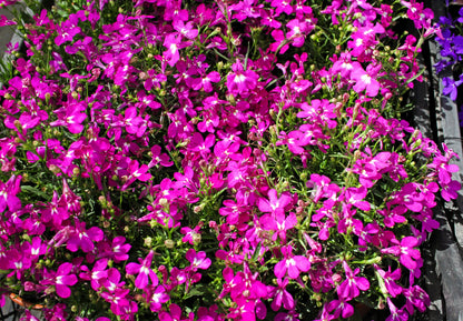 200 Red CRIMSON FOUNTAIN LOBELIA Erinus Trailing Flower Seeds