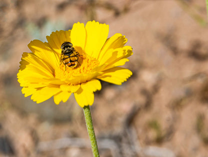 500 Yellow DESERT MARIGOLD Baileya Multiradiata Showy Drought Paper Daisy Flower Herb Seeds