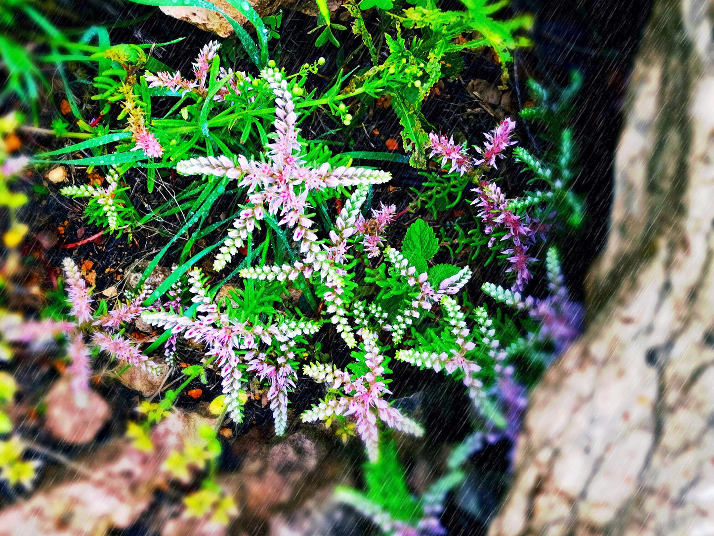 50 SEASTAR / WIDOWS Cross SEDUM Sea Star Stonecrop Sedum Pulchellum Flower Seeds