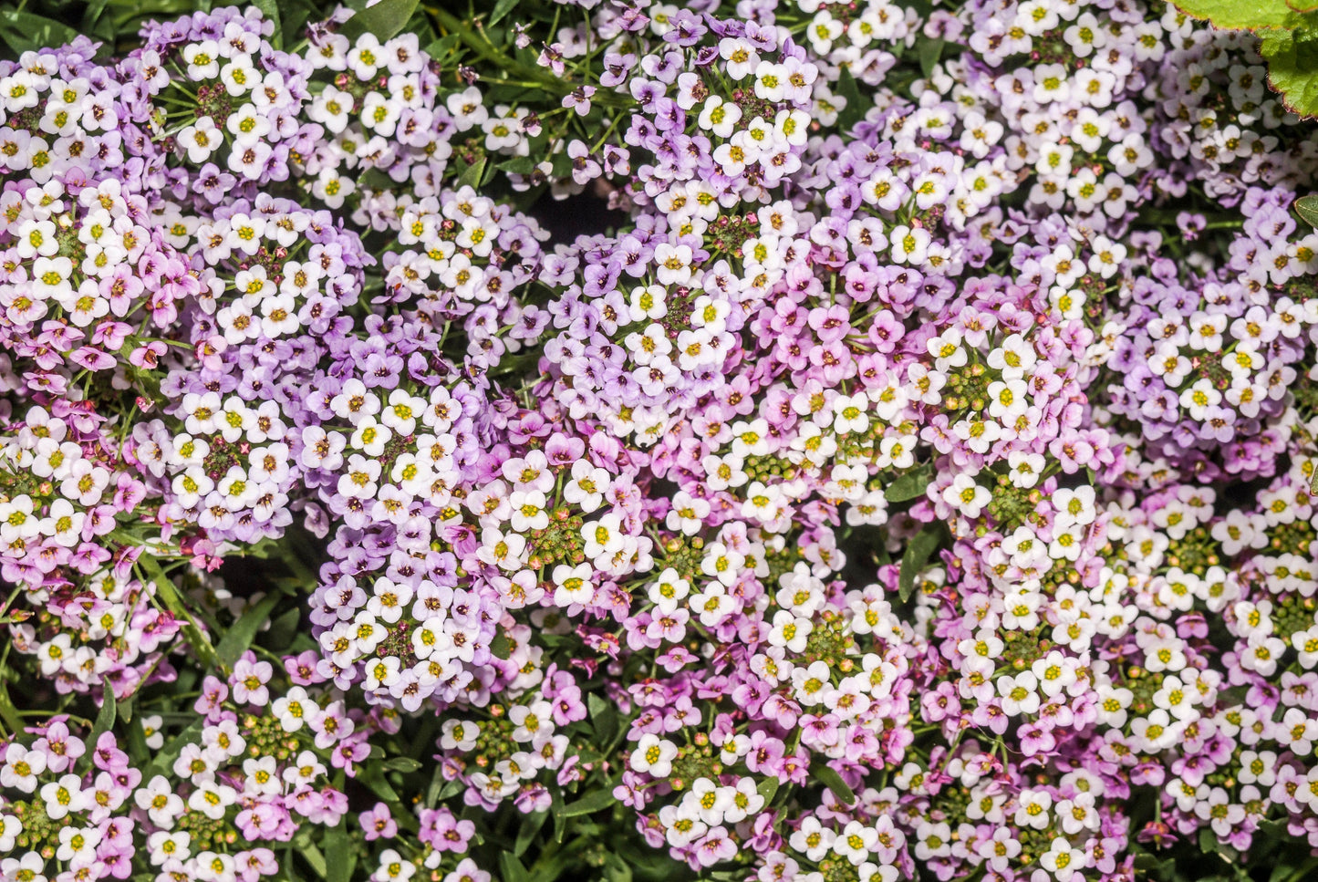 500 Sweet ALYSSUM PASTEL CARPET Mix Lobularia Maritima Flower Seeds