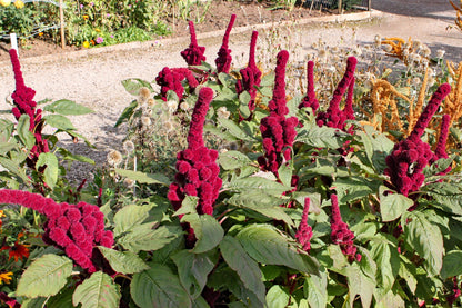 100 Organic ELEPHANT HEAD AMARANTHUS Amaranthus Gangeticus Burgundy Red Flower Seeds