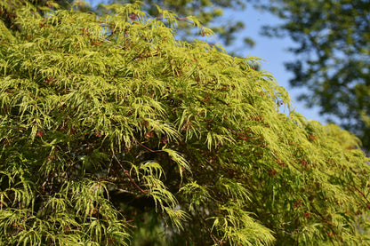 10 Upright GREEN LACELEAF MAPLE Japanese Seiryu Acer Palmatum Dissectum Viridis Tree Seeds