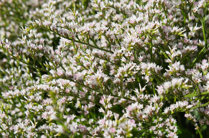 30 GERMAN STATICE White Sea Lavender Goniolimon Tataricum Limonium Flower Seeds