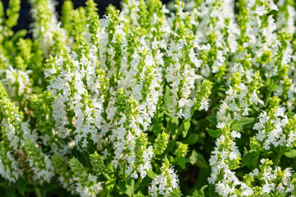 75 Sacred California WHITE SAGE Salvia Apiana Shrub Silver Folliage Native Smudge Seeds