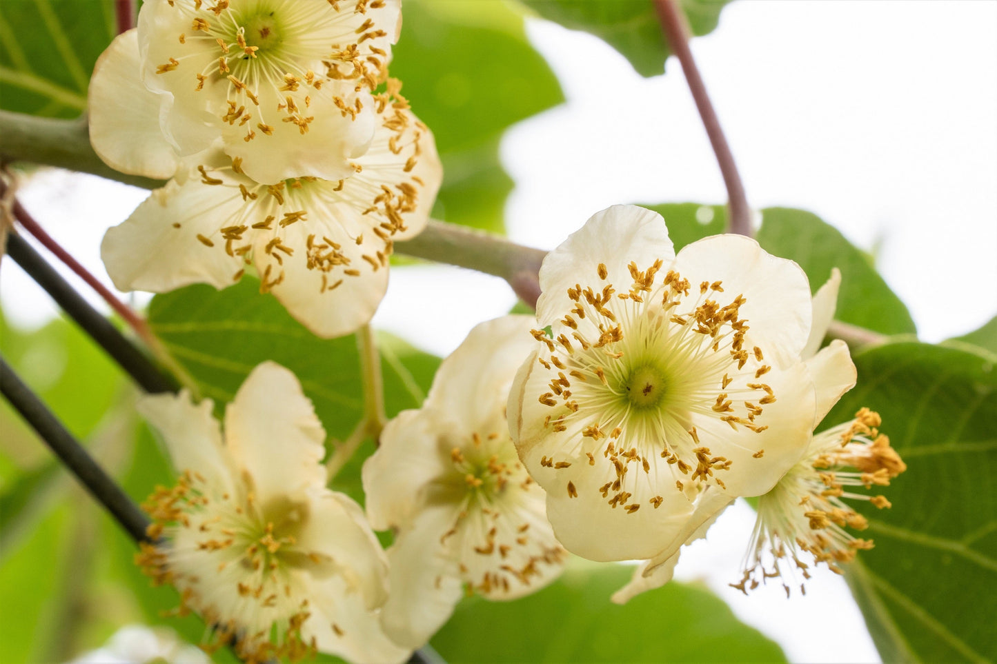 100 KIWI FRUIT Kiwi Actinidia Vine Seeds (Kiwifruit / Hardy Kiwi / Tara Vine / Yang Tao / Chinese Gooseberry / Chinese Strawberry)