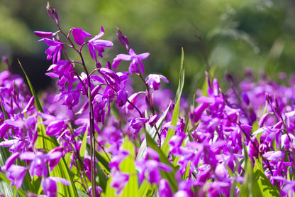 50 Hardy CHINESE GROUND ORCHID Bletilla Striata Purple Flower Seeds