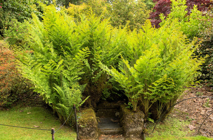 1500 Western SWORD FERN Giant Holly Swordfern Polystichum Munitum Aspidium Solitarium Spores Seeds