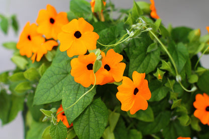 30 BLACK Eyed SUSAN VINE Thunbergia Alata Orange Yellow Black Flower Seeds