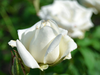 5 WHITE ROSE Rosa Bush Shrub Perennial Flower Seeds