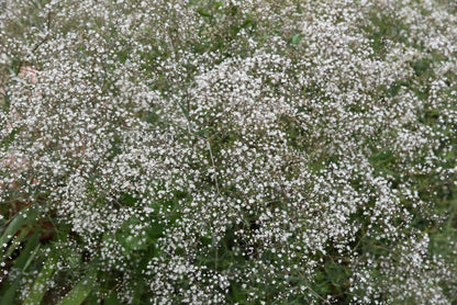 1000 White BABY'S BREATH 'Covent Garden' Gypsophila Elegans Flower Seeds