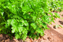 1000 GIANT ITALIAN Flat Leaf PARSLEY Petroselinum Crispum Neapolitanum Herb Vegetable Flower Seeds