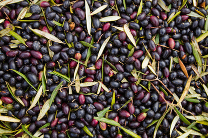10 CANINO OLIVE TREE Olea Europaea Canino Edible European Common Green Black Fruit Seed