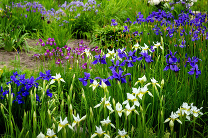 20 MIXED SIBERIAN IRIS Sibirica Iris Bicolor Blue Red White Yellow Purple Siberian Flag Flower Seeds
