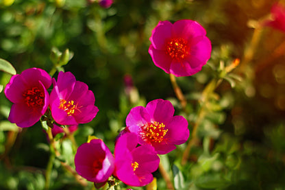15 Pink WOOD'S ROSE Bush Mountain Rose Rosa Woodsii Fragrant Flower Seeds