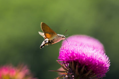 100 ORGANIC Blessed MILK THISTLE Silybum Marianum Hummingbird Purple Flower Seeds