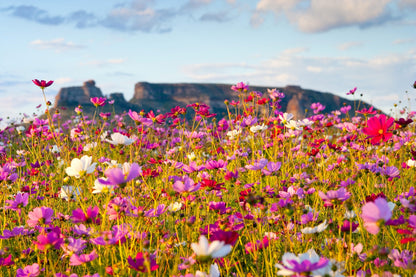 350 COSMOS SENSATION MIX Mixed Colors Cosmos Bipinnatus Flower Seeds