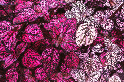 10 Dwarf ROSE Pink POLKA DOT PLANT Splash Select Hypoestes Phyllostachya Flower Houseplant Seeds
