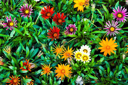30 Mixed Colors GAZANIA Rigens Treasure Flower Seeds