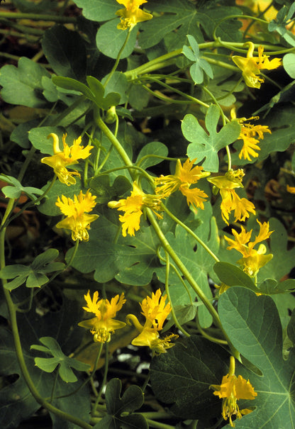 10 CANARY CREEPER NASTURTIUM Vine Tropaeolum Peregrinum Yellow Canarybird Flower Seeds