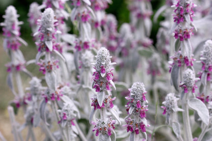 100 Wolly LAMBS EAR Stachys Byzantina Silvery Fuzzy Leaves Purple Flower Seeds