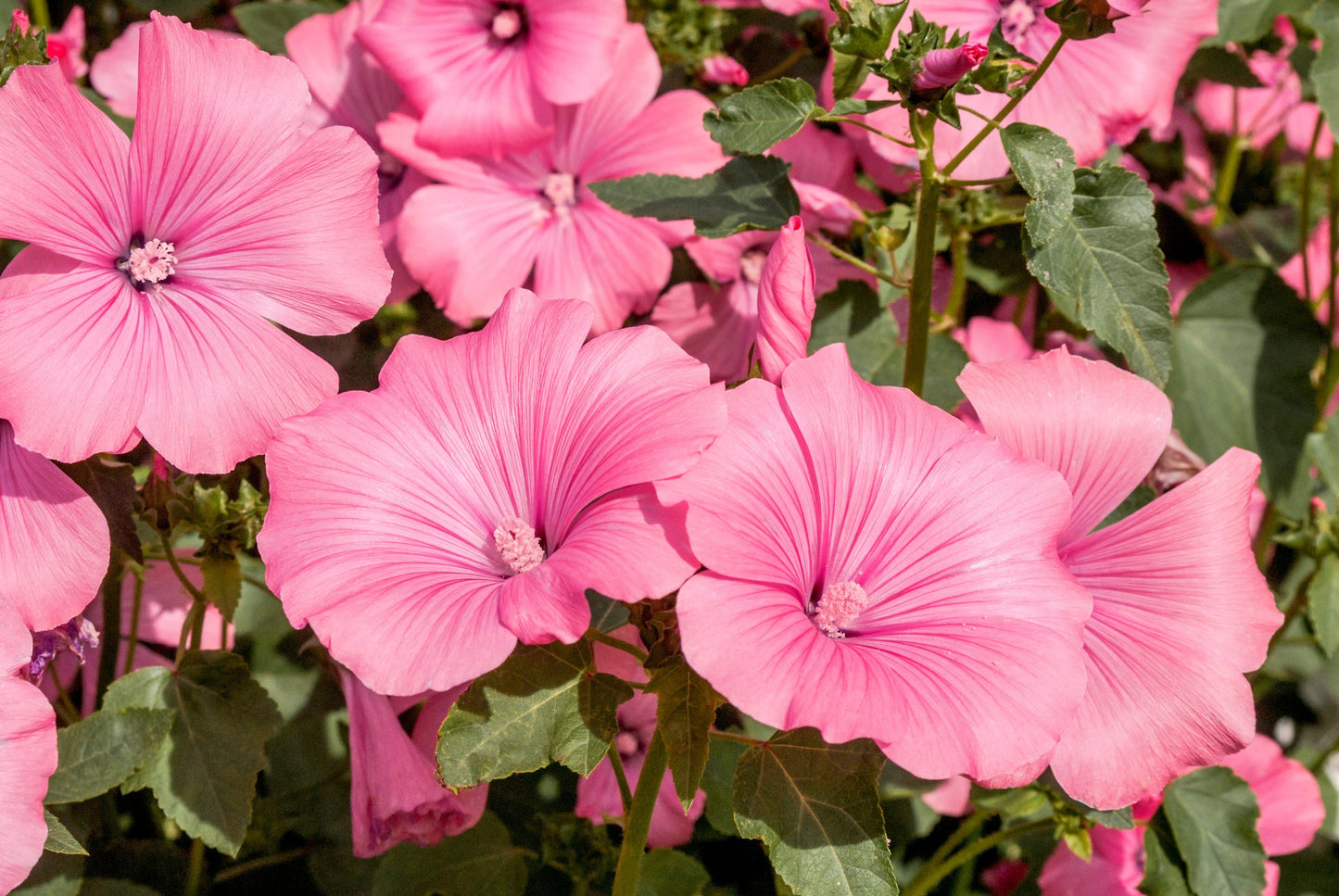 200 ROSE MALLOW MIX (Bush Mallow) Hibiscus Lavatera Trimestris Flower Seeds