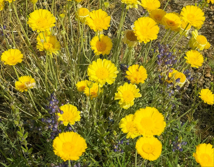 500 Yellow DESERT MARIGOLD Baileya Multiradiata Showy Drought Paper Daisy Flower Herb Seeds